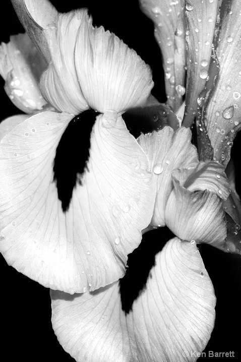 Black & White Iris