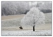 White frost