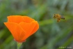 Poppy and Bee