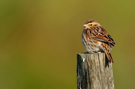 Solitary Sparrow