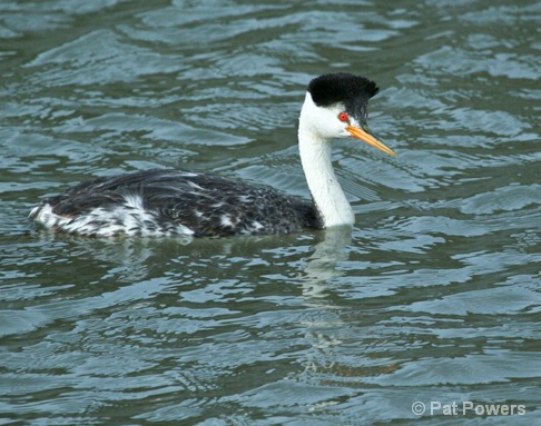 Western Grebe - ID: 5955301 © Pat Powers