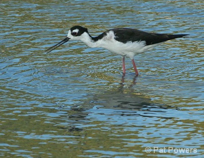 Black-Necked Stilt - ID: 5955442 © Pat Powers