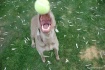 my ball!