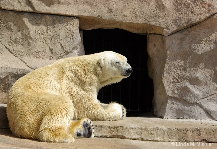 Polar Bear Prayers