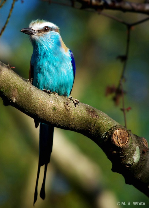 Racquet-Tailed Roller