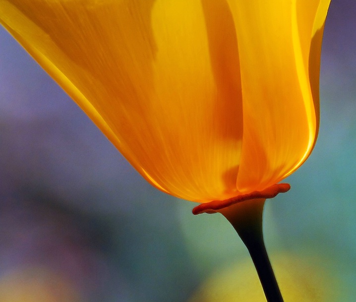 California Poppy