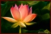 Lotus Aglow