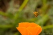Spring Bee