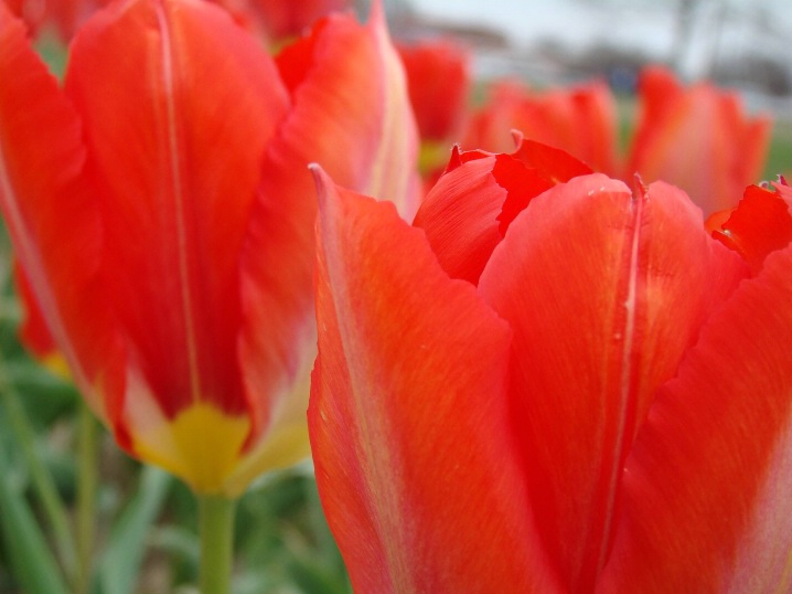 Tulips close up 