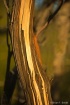 Manzanita, Figuer...