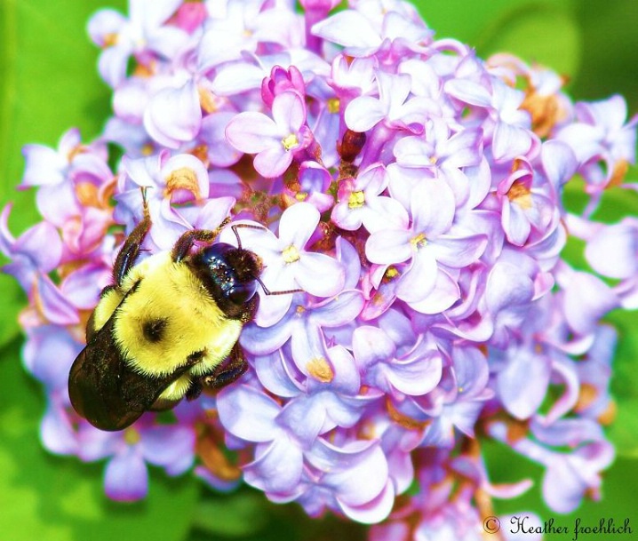 ~Bee Happy~