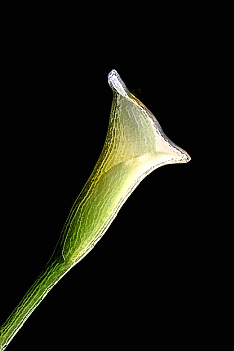 Calla lily   with fratalius 