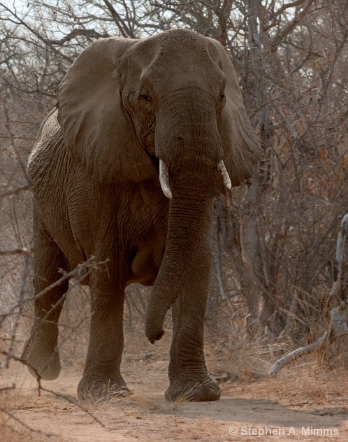 Charge of the Elephant - ID: 5959867 © Stephen Mimms