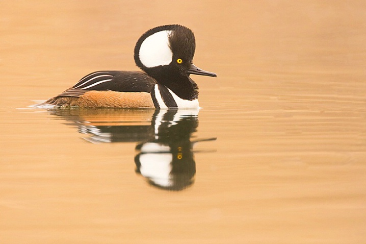 On Golden Pond