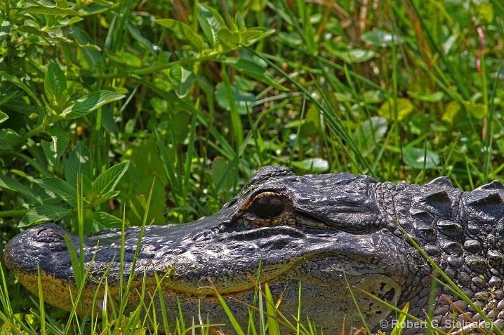 Portrait of Alligator mississipiensis 