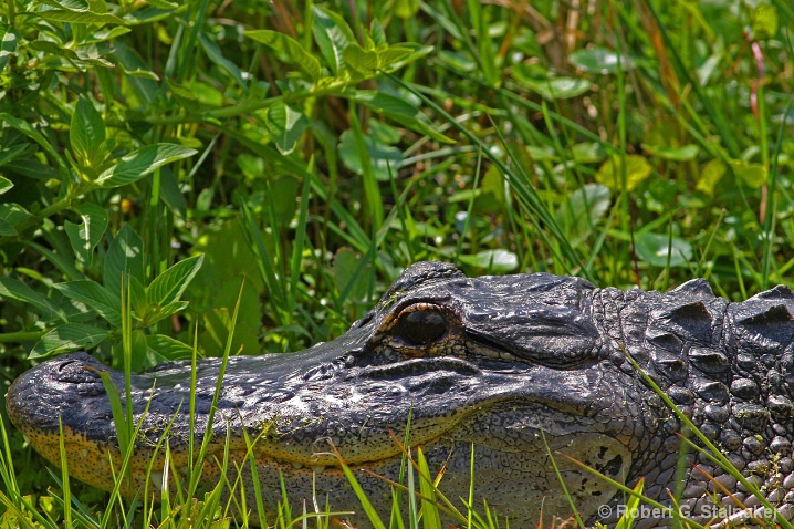 Portrait of Alligator mississipiensis 