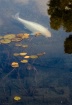 Japanese Painting