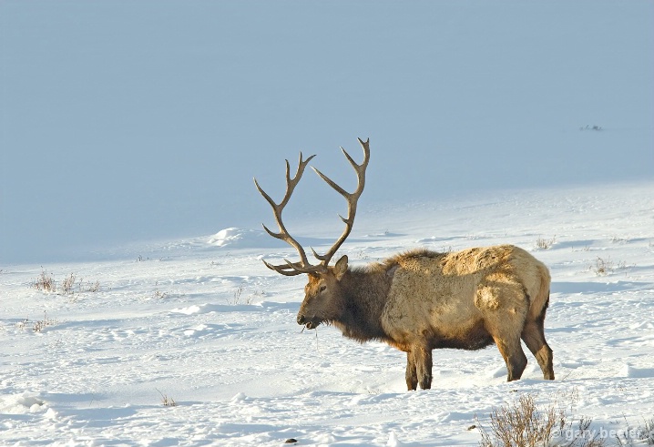 Bull Elk In Snow
