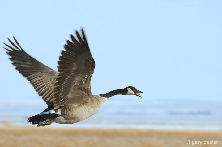 Canadian Goose In Flight