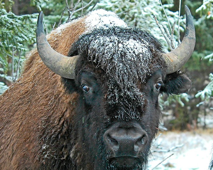 Frosty Bison