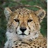 © Annie Katz PhotoID # 5963422: cheetah_face_