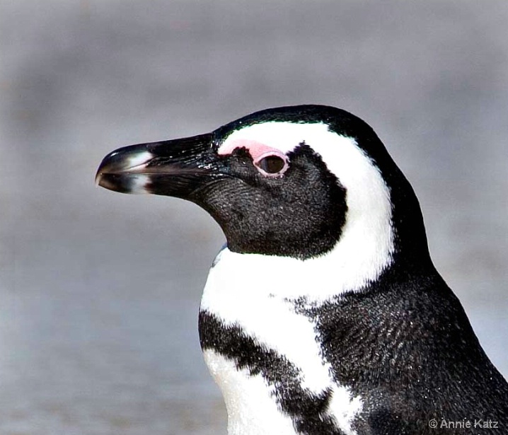 penguin_face - ID: 5963733 © Annie Katz