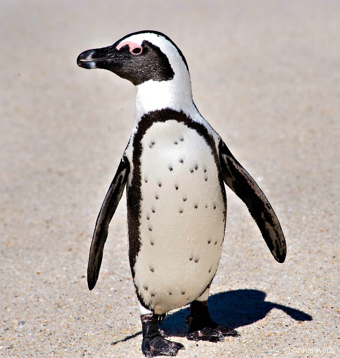penguin - ID: 5963735 © Annie Katz