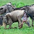 © Annie Katz PhotoID # 5964175: wildebeest_birth