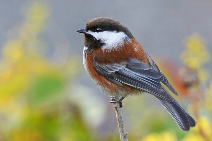 Spring Chickadee - ID: 5964479 © Janine Russell