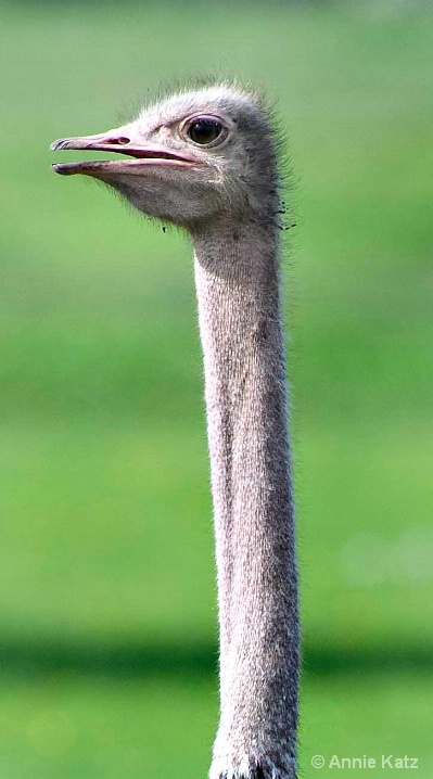 ostrich_neck - ID: 5964697 © Annie Katz