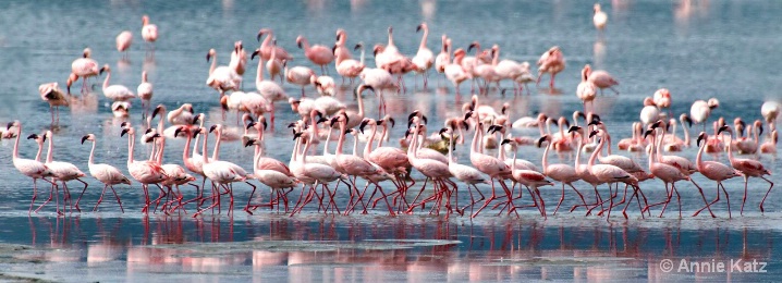 parading_flamingos - ID: 5964755 © Annie Katz