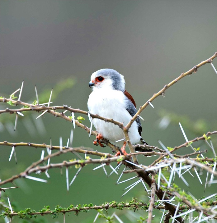 Pygmy Falcon - ID: 5964776 © Annie Katz