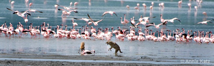 the_catch_of_a_flamingo - ID: 5964869 © Annie Katz