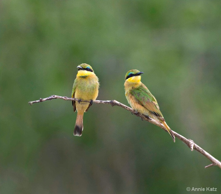 Two Little Bee Eaters - ID: 5964883 © Annie Katz