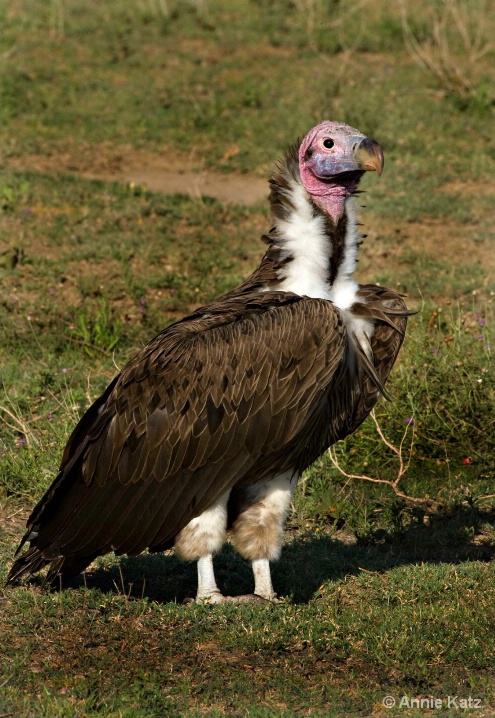 vulture - ID: 5964893 © Annie Katz
