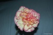 the carnation