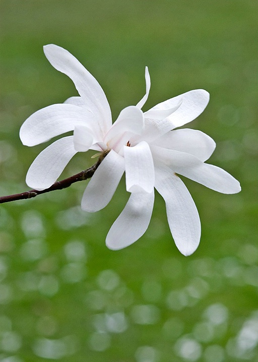 Star Magnolia Blossom