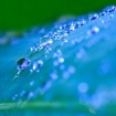 Bluedrops
