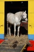 Cirkus Horse enjo...