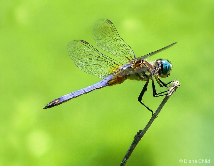 Day of the Dragonfly