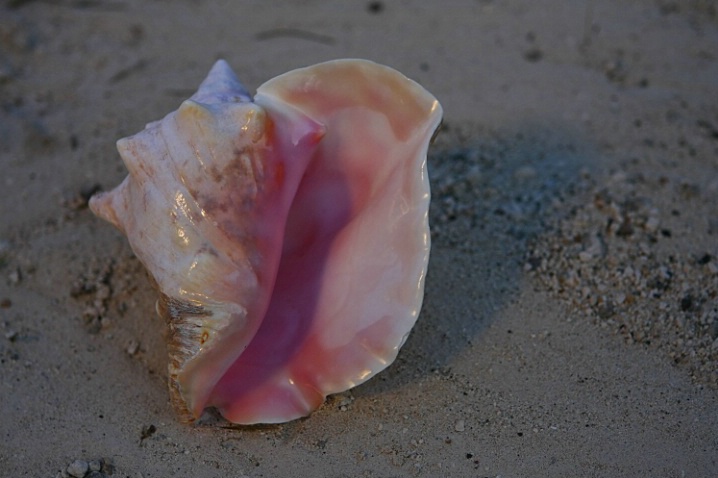 conch shell with gold reflector