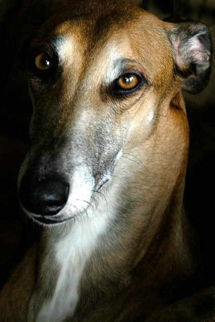 Greyhound