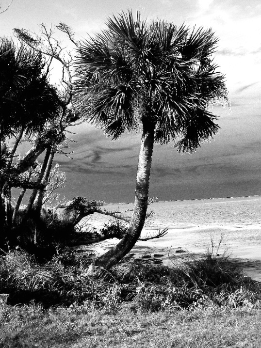 Indian River Palm