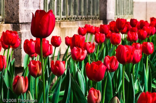 Washington:  Red Tulips