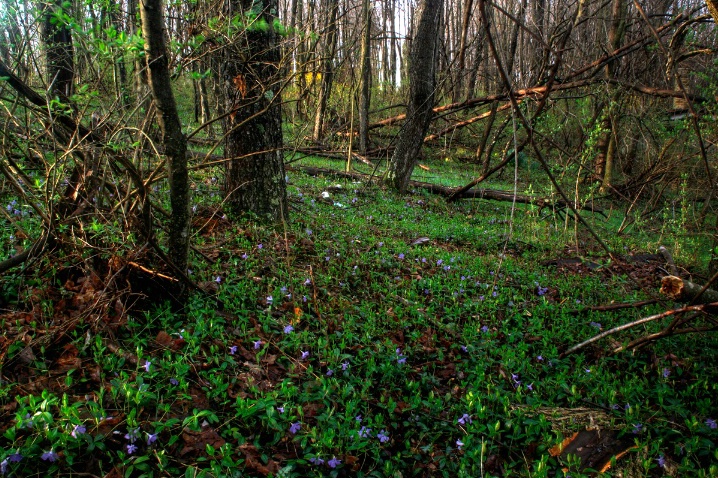 Violets in the Woods