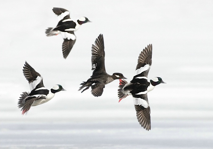 Banking Buffleheads