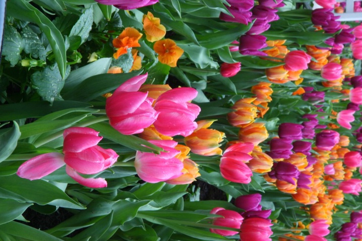 Bed of Tulips