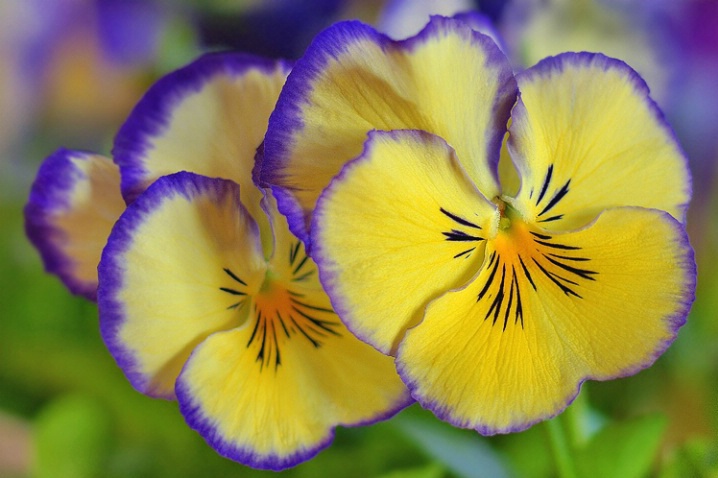 Pansies