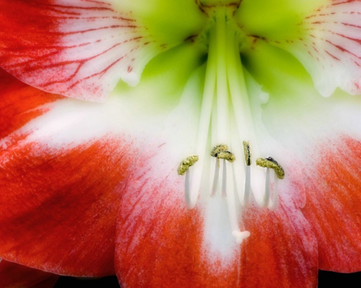 Amaryllis