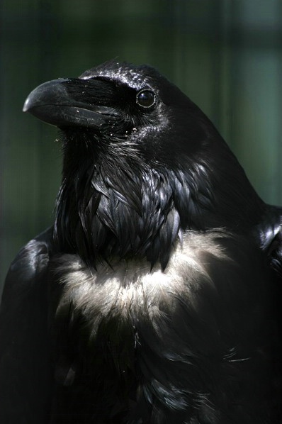 "Nevermore".  Commom Raven, Wildlife Santuary, Gre